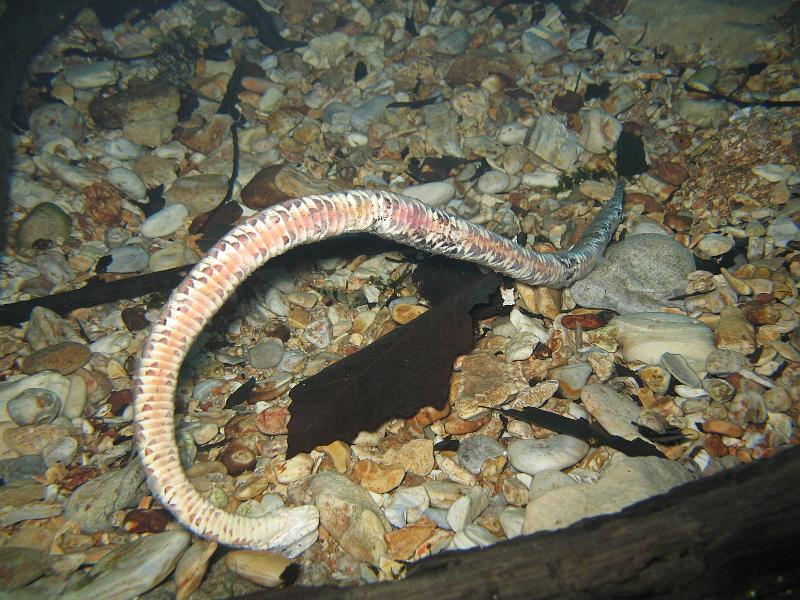 Diving Springs/12302007